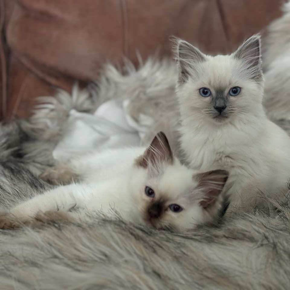 Two fluffy ragdoll kittens with blue eyes are lying on a fuzzy, grey blanket. One kitten is sitting upright whilst the other is lying down, both looking towards the camera. A brown sofa is in the background.